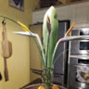 Meet your Posher, Leo